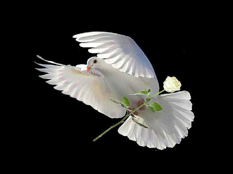 White Dove with Rose — Serene, Photograph, Wings