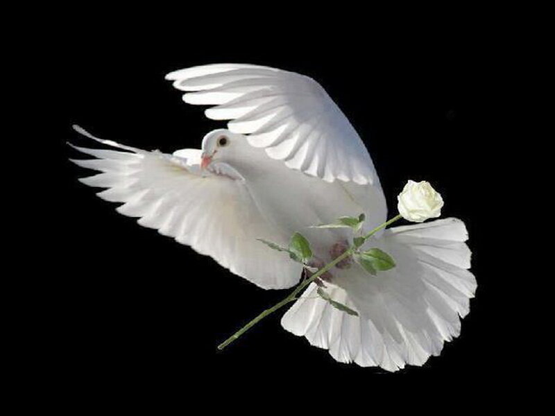 White Dove with Rose — Serene