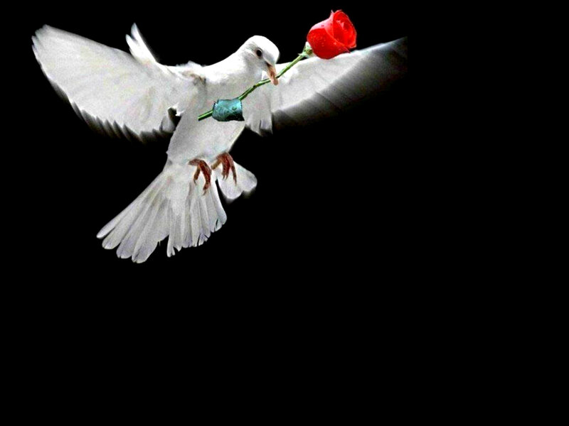 White Dove with Rose