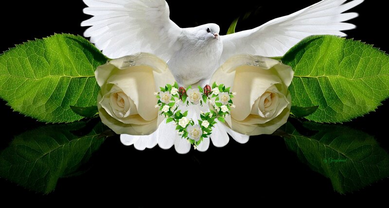 White Dove with Roses — Serene