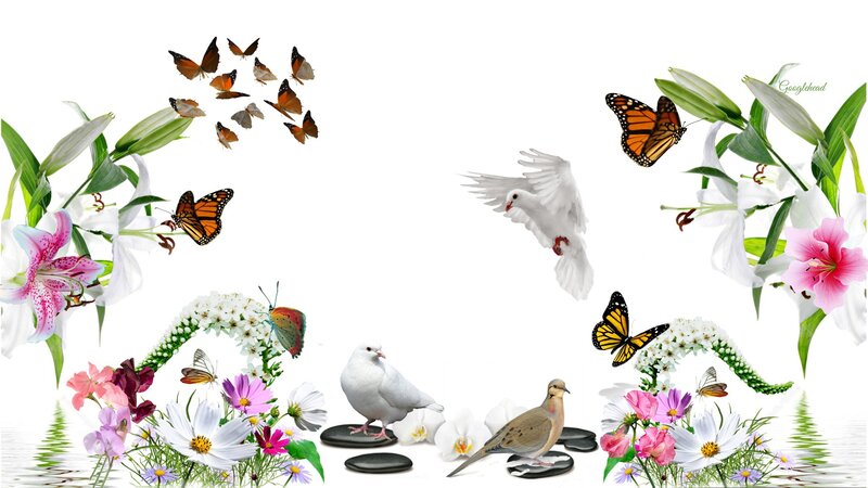 White Doves and Butterflies