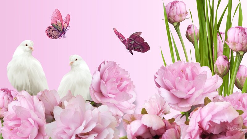White Doves and Pink Flowers — Serene