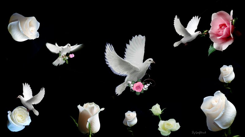 White Doves and Roses — Serene, Digital Art