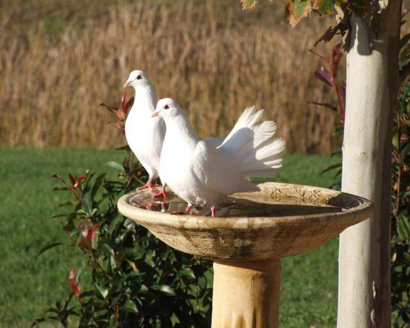 White doves at a birdbath