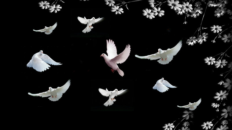 White Doves Flying — Black, Serene