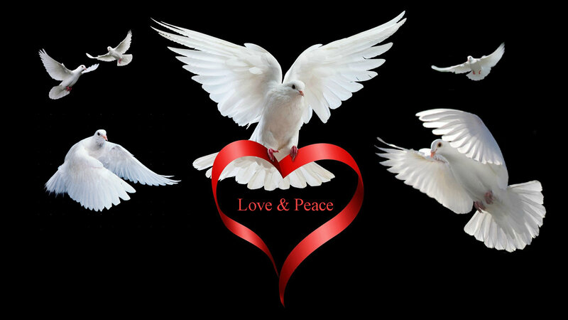 White Doves Flying — Black