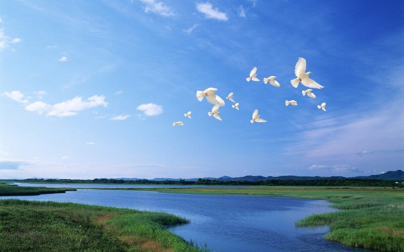 White Doves Flying — Blue, Serene, Afternoon, Photograph, River
