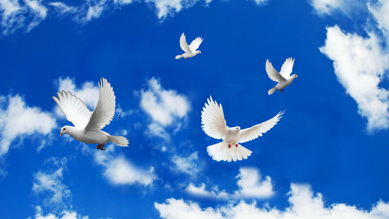 White Doves Flying — Blue, Serene, Afternoon, Photograph, Sky, Clouds