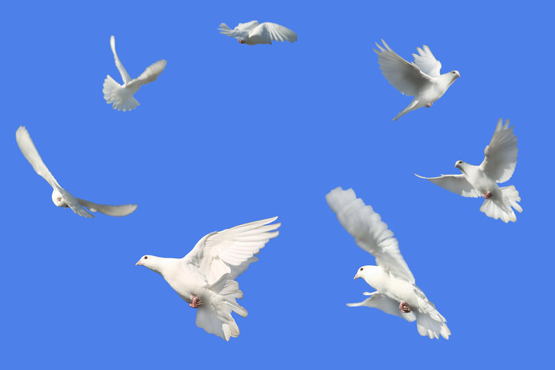 White Doves Flying — Blue, Serene, Afternoon, Photograph