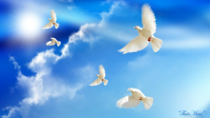 White Doves Flying — Blue, Serene, Morning