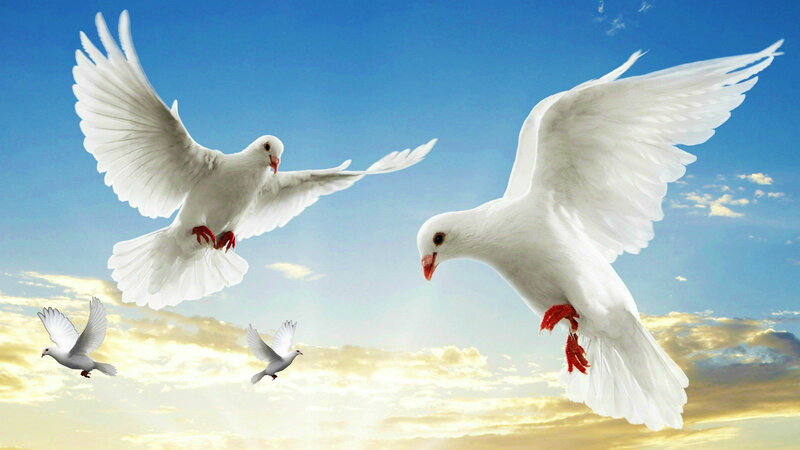 White Doves Flying — Blue, Serene, Sunrise
