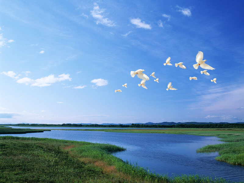 White Doves Flying — Blue