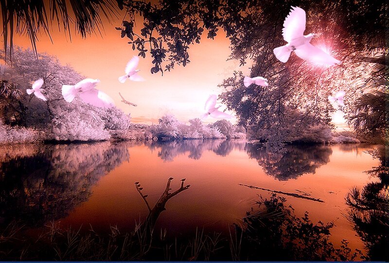 White Doves Flying — Orange