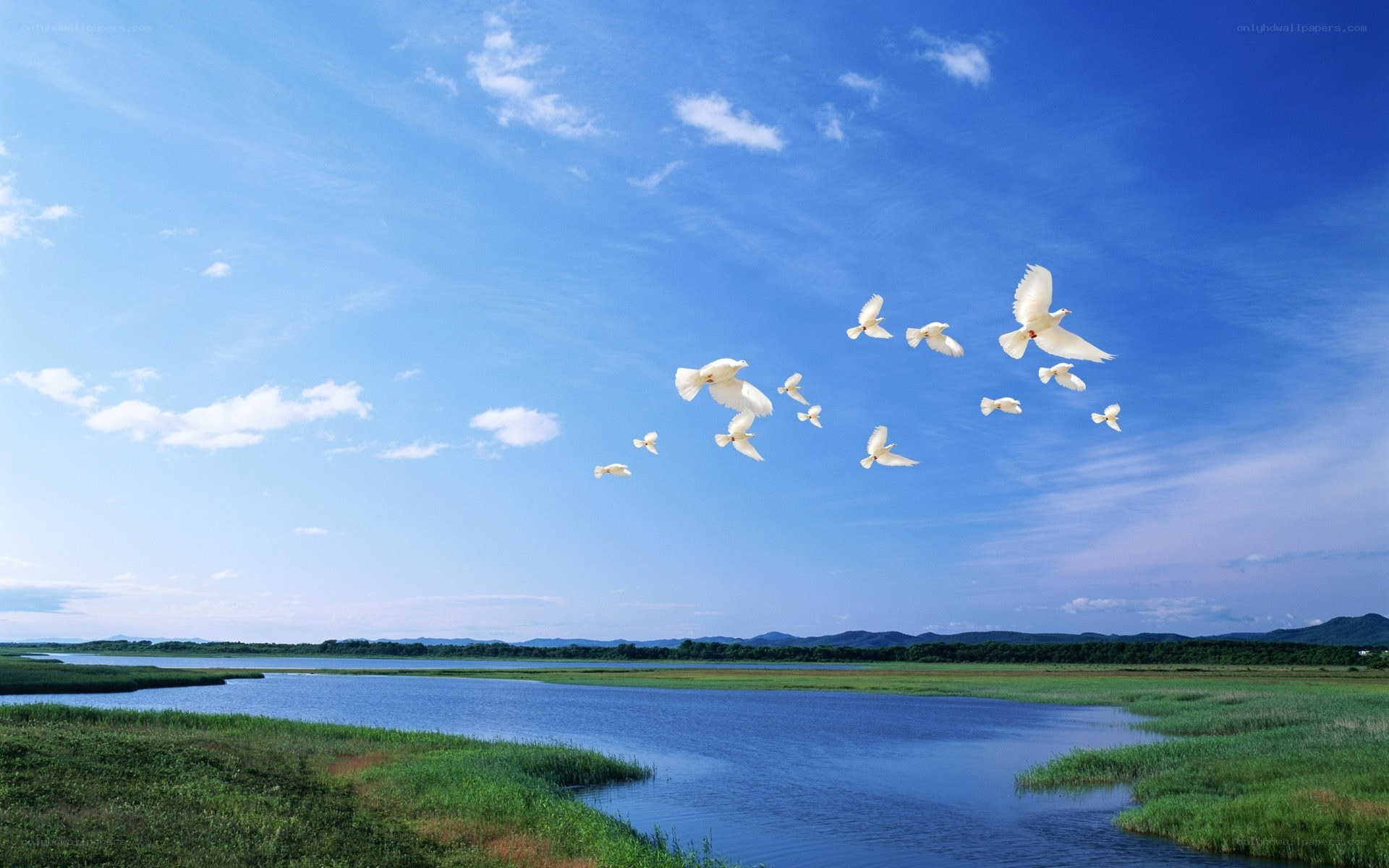 White doves flying over a lake