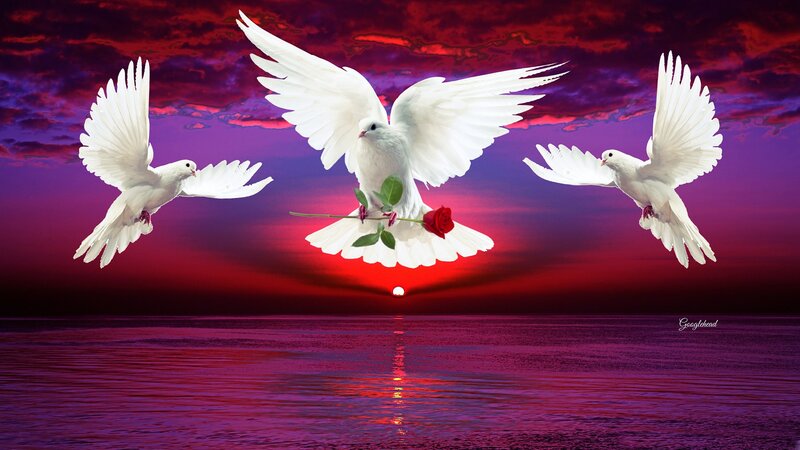 White Doves Flying — Red