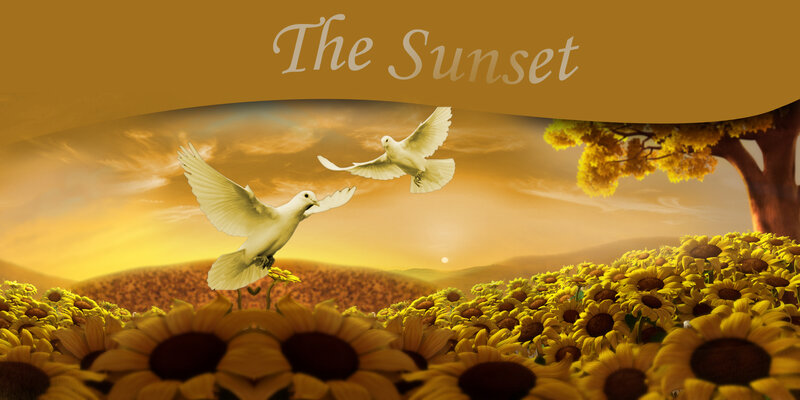 White Doves Flying