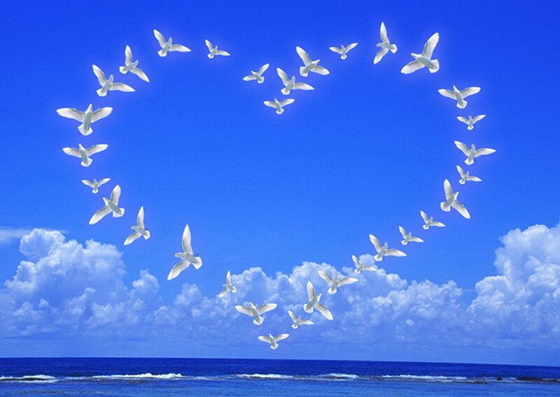 White Doves Forming Heart