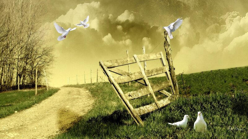 White Doves in Field