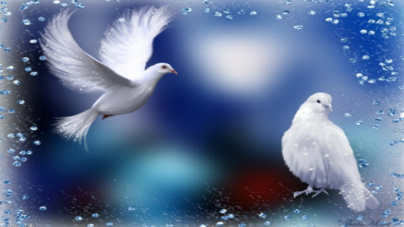 White Doves in Flight — Blue, Serene