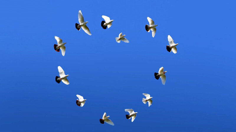 White Doves in Flight — Blue