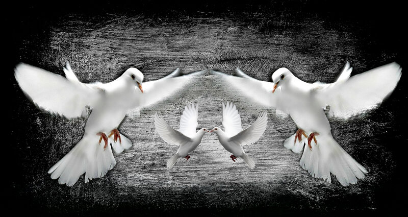 White Doves in Flight — Dramatic, Photograph