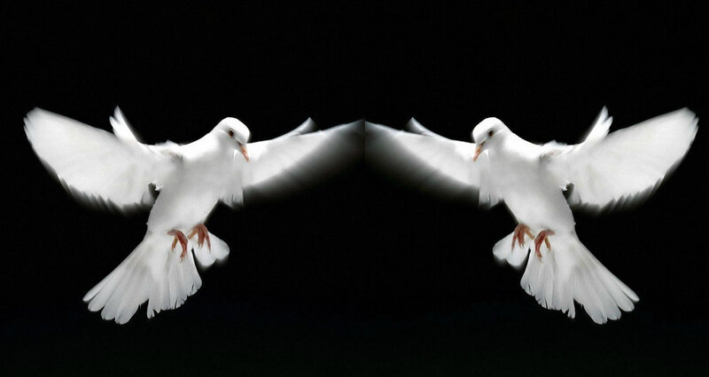 White Doves in Flight — Dramatic