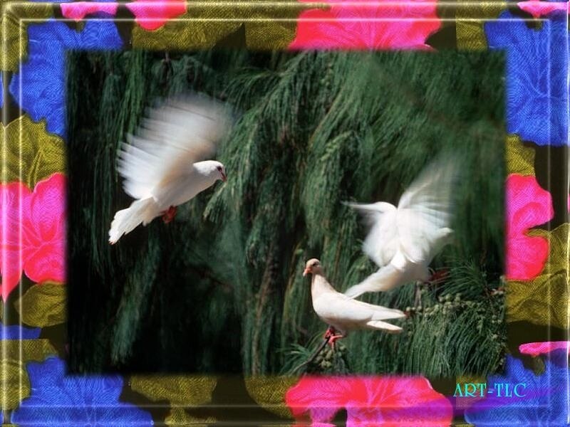 White doves in flight