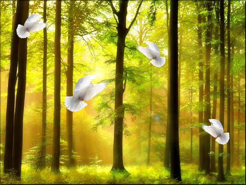 White Doves in Forest — Green
