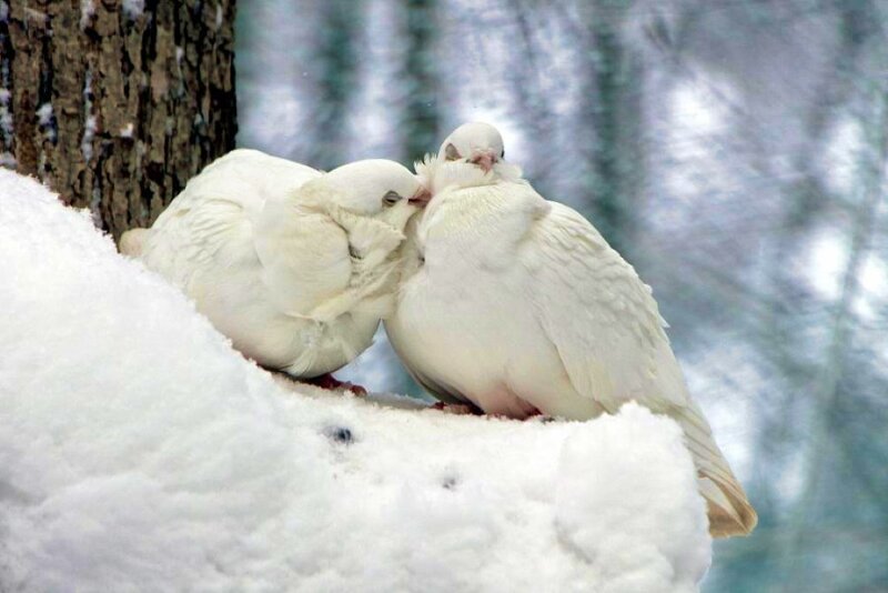 White Doves in Snow