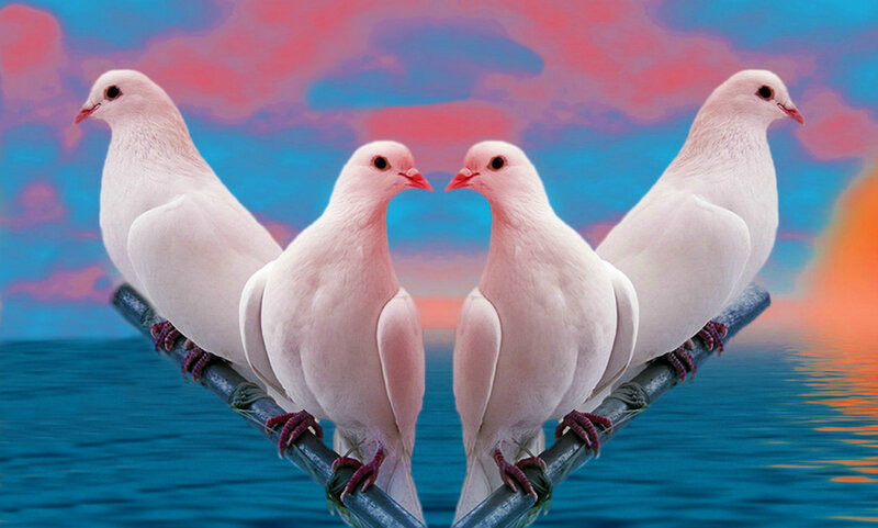 White Doves on Branch