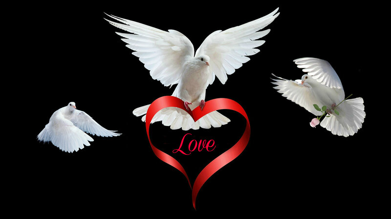 White Doves with Heart