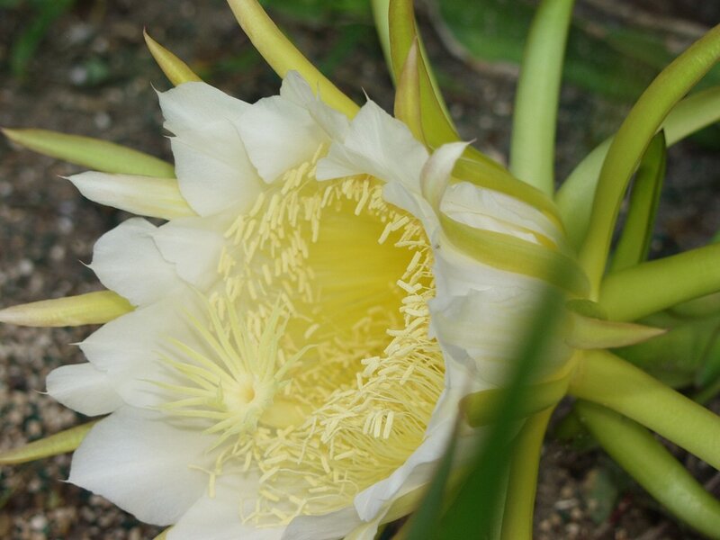 White Dragon Fruit Flower