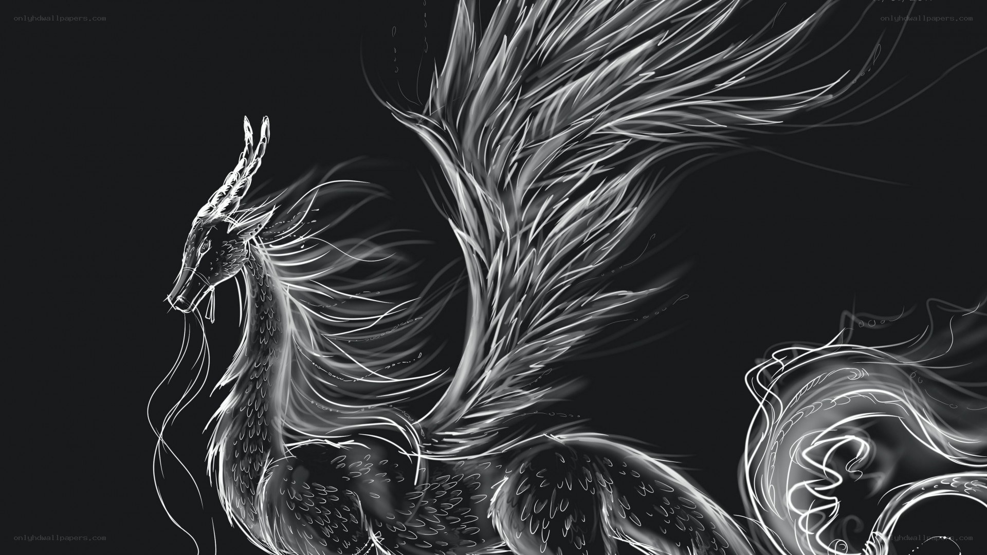 white dragon on black background