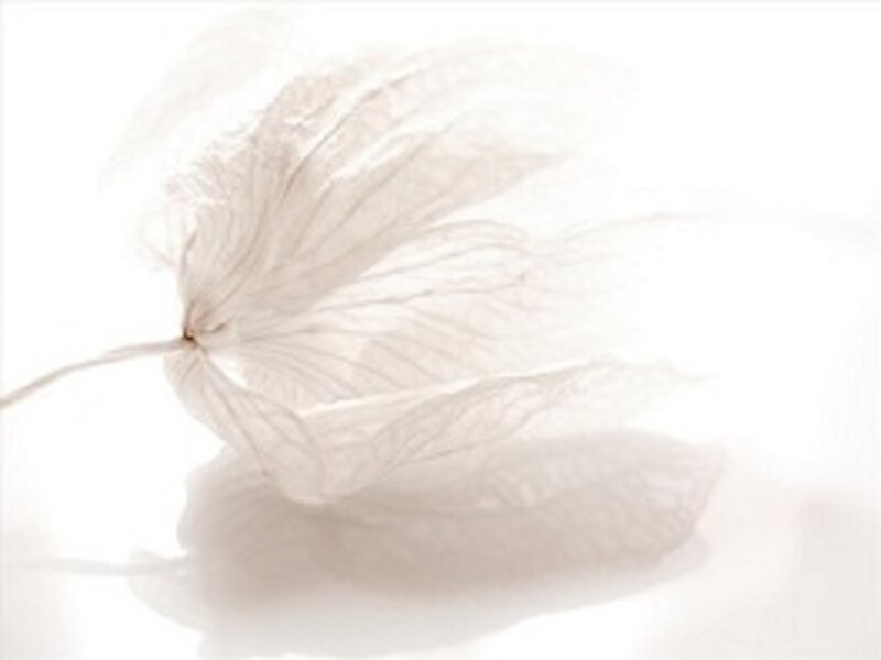 White Dried Flower