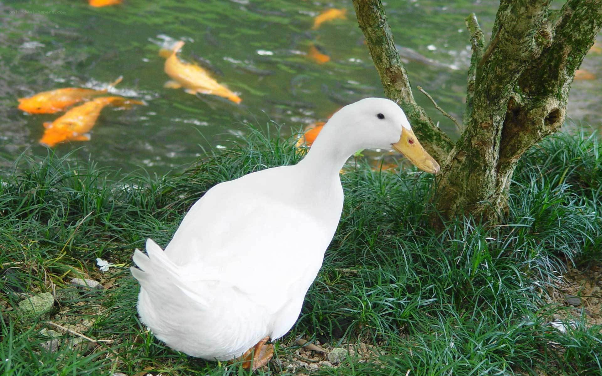 White duck by pond with koi