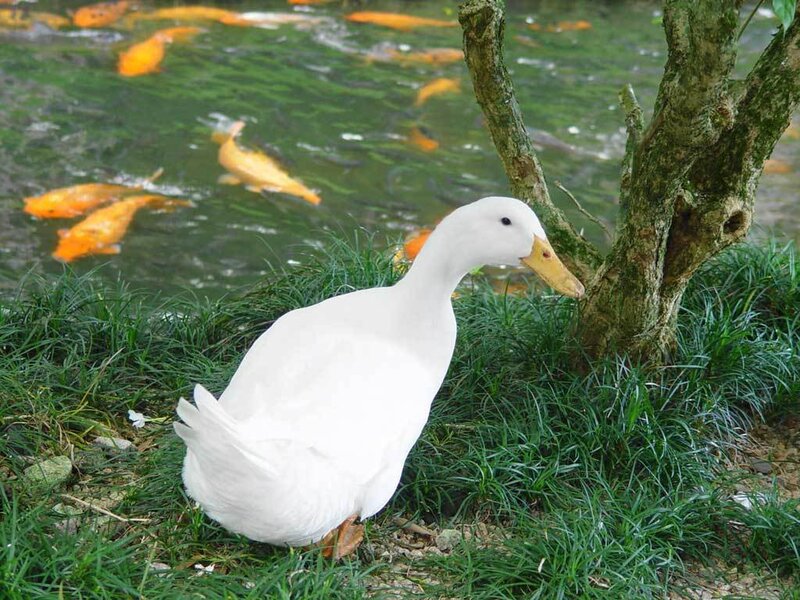 White duck by pond with koi