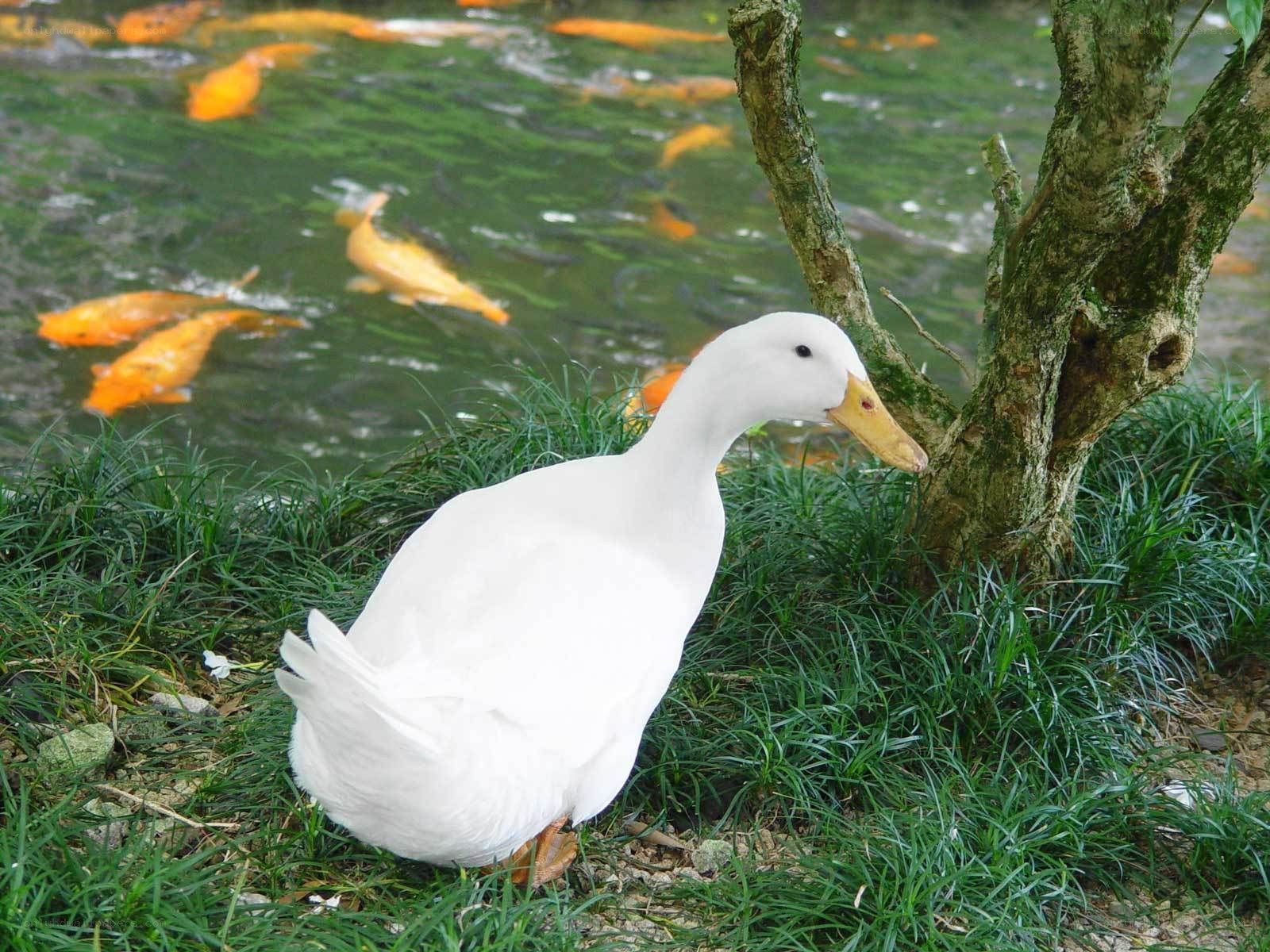 White duck by pond with koi