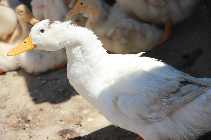 White duck in a flock