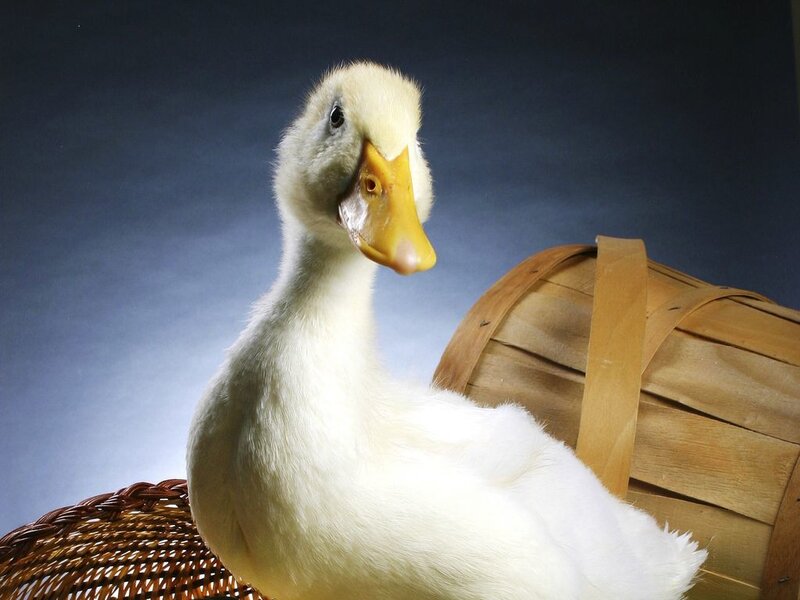 White Duck in Basket
