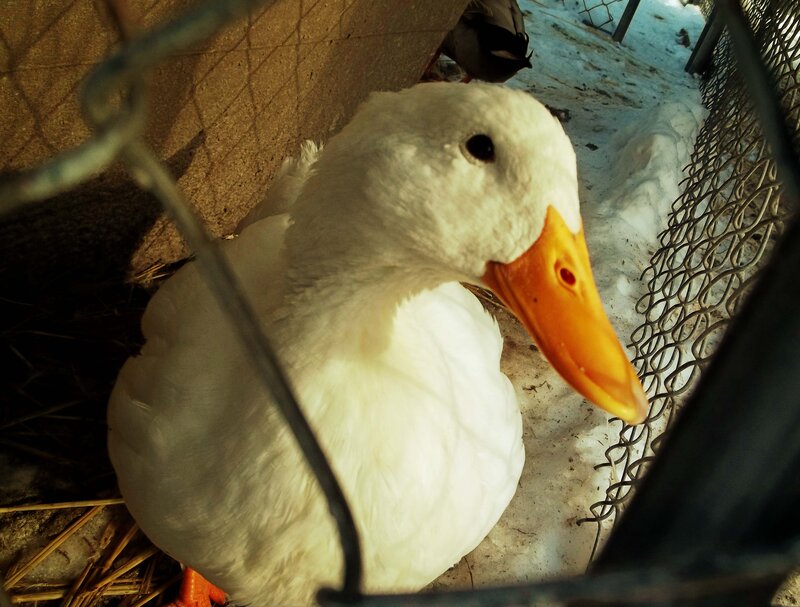 White Duck in Cage