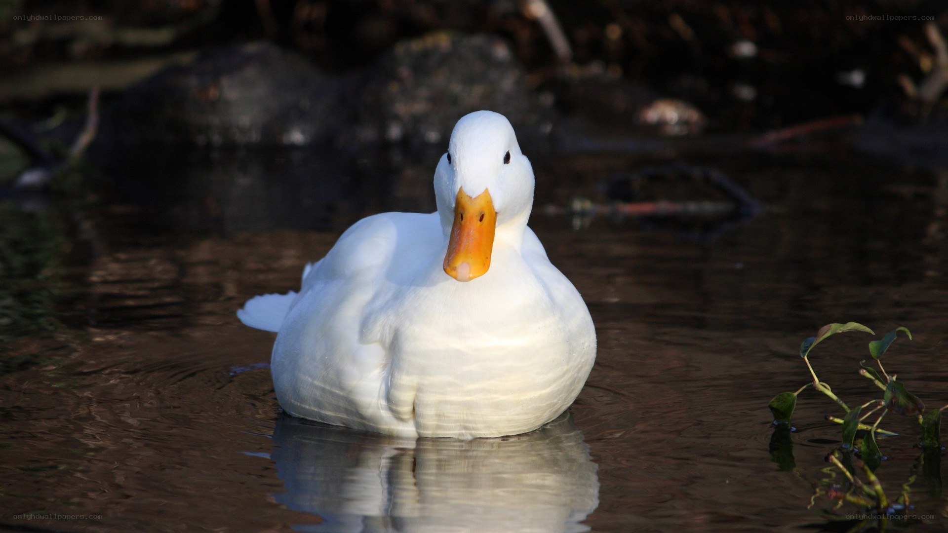 white duck in calm water