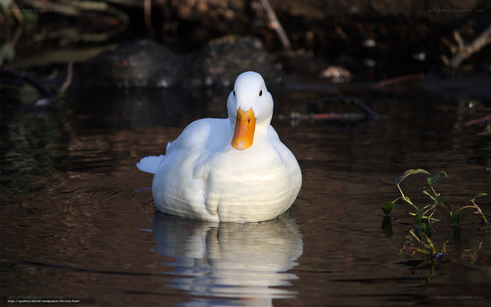 White duck in calm water