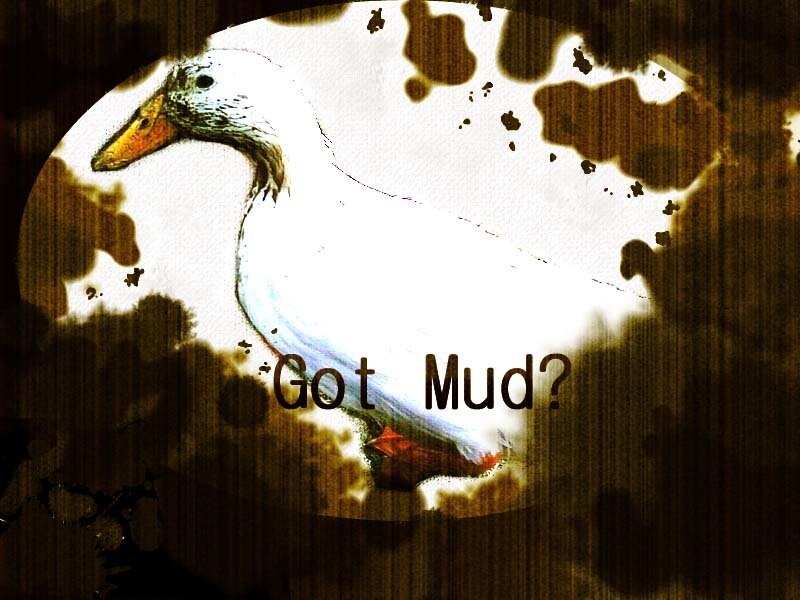 White Duck in Mud