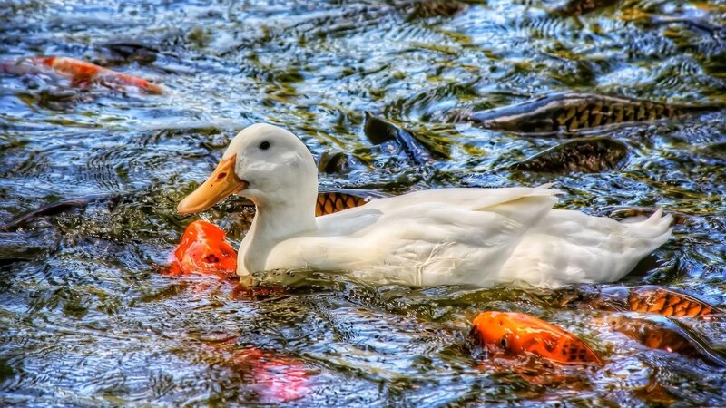 White Duck in Pond