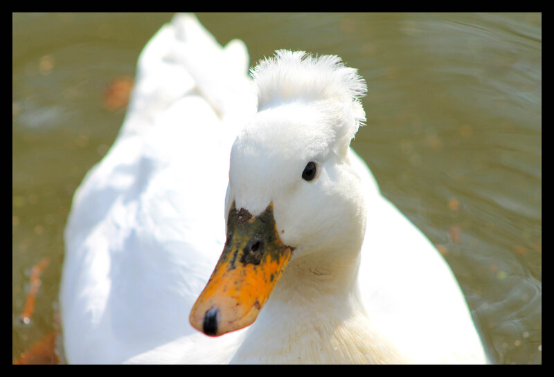White Duck in Water — Calm, Afternoon