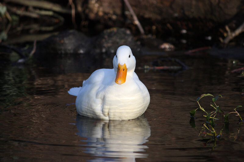 White Duck in Water — Calm