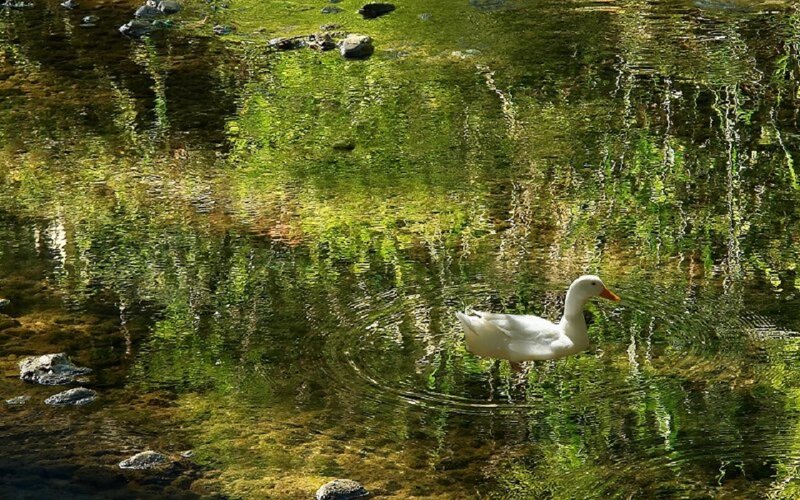 White Duck in Water — Green