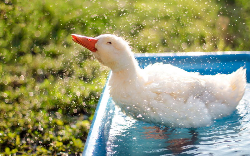 White Duck in Water — Playful