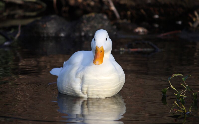 White Duck in Water — Serene