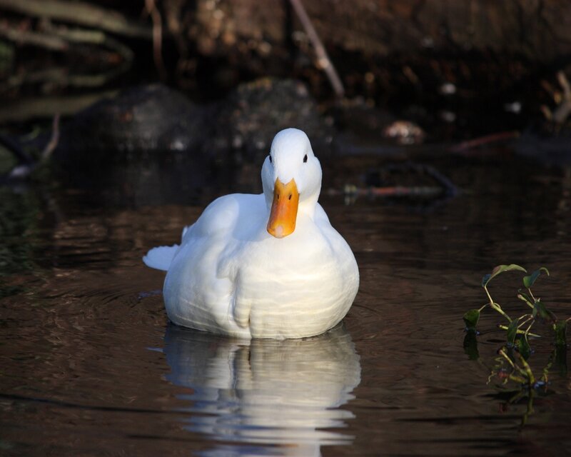 White Duck in Water